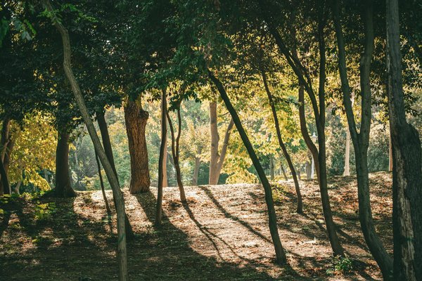 L'effet des drogues sur le foie